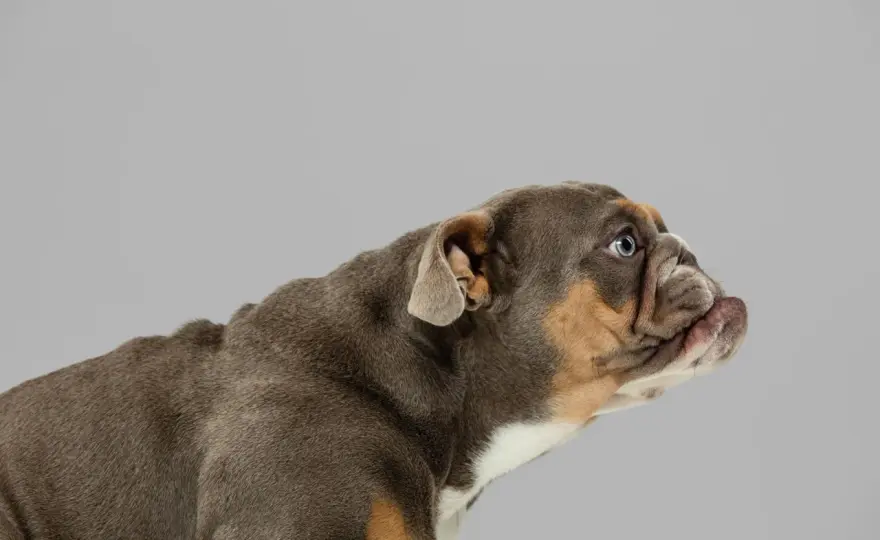 Orejas hacia atrás del perro - ¿Miedo o calma?