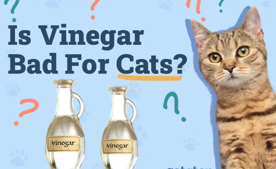 Is Vinegar Bad for Cats? The Truth About Cleaning & Safety