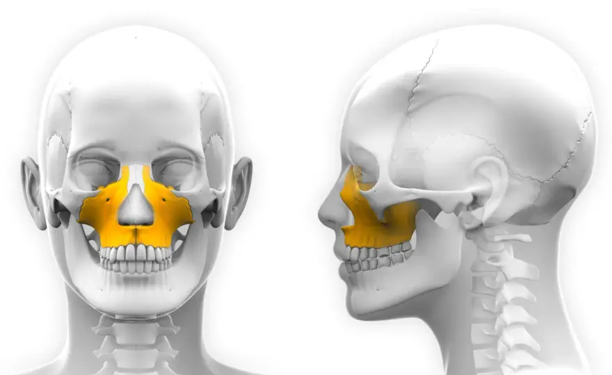 Szczęka i żuchwa: anatomia dla głosu i śpiewu