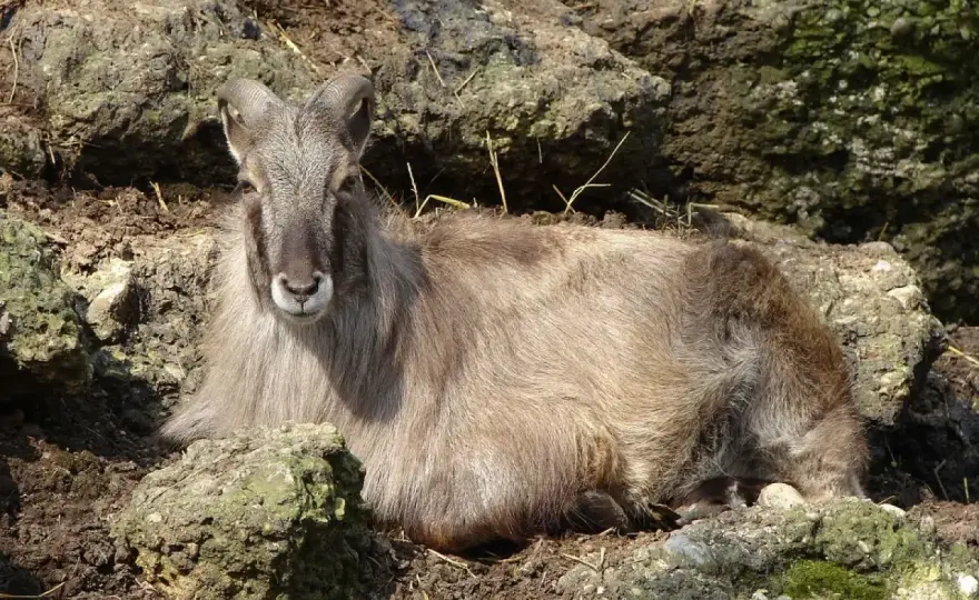 Tahr del Himalaya - ¿Cabra o especialista de la montaña?