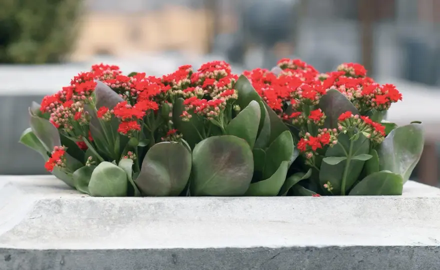 Czy kalanchoe przetrwa w ogrodzie? Warunki uprawy i pielęgnacji na zewnątrz
