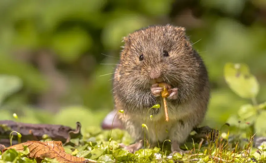 Campagnols - Protégez votre jardin efficacement