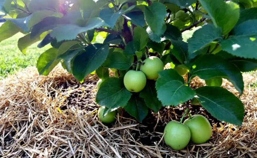 Oïdium du pommier, les bons gestes dès les premiers signes