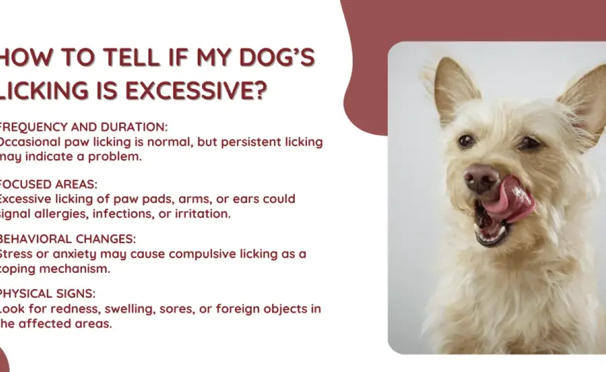 Dog Licking Too Much? Find The Cause & Stop It Now