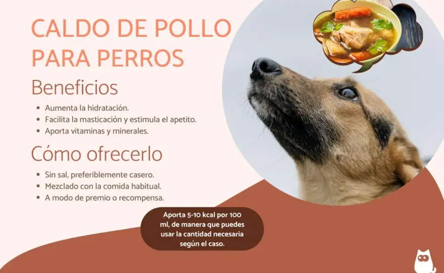Pollo para perros - ¿Es bueno? Guía segura y sin riesgos