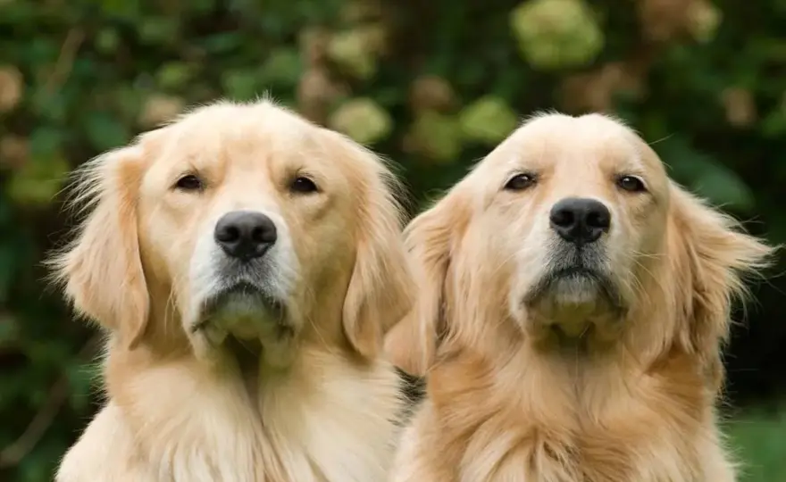 Golden retriever: jak wygląda? Sprawdź cechy i wzorzec rasy