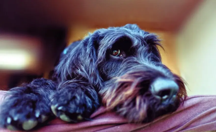 Hundeallergie - Diese Hunderassen kommen oft infrage