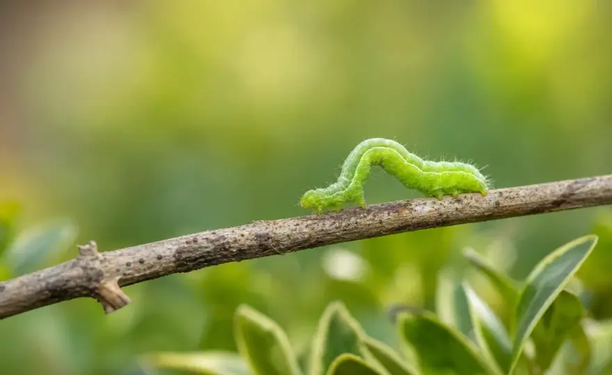 Chenille verte - Identifiez et protégez votre potager naturellement