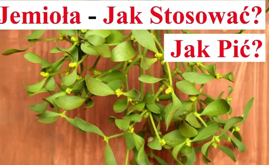 Jak parzyć herbatę z jemioły, aby wydobyć jej pełnię smaku