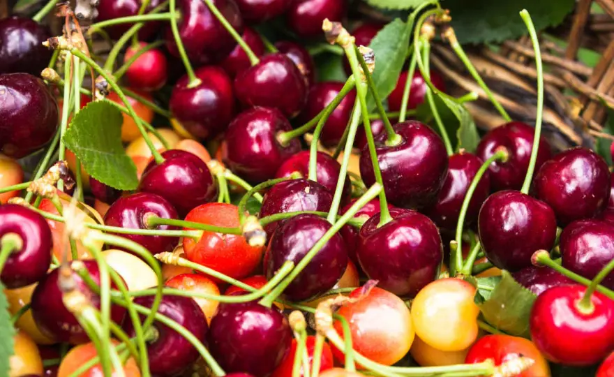 Quel cerisier autofertile choisir pour un petit jardin ?