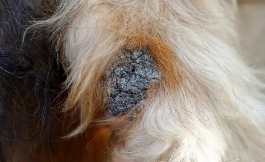 Liegeschwielen beim Hund behandeln - Druckstellen sicher erkennen