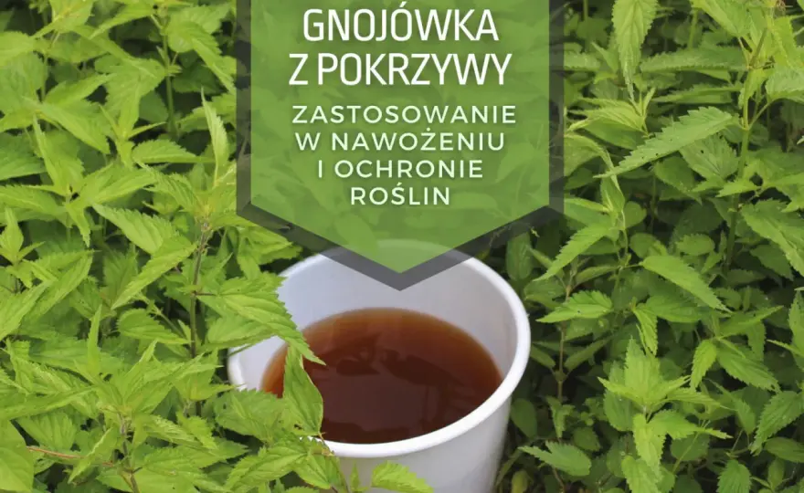 Jakie rośliny podlewać herbatą i dlaczego warto to robić: poradnik ogrodnika