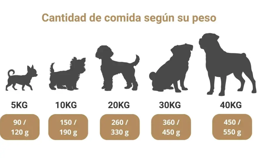 Qué comen los perros - Guía completa para una dieta sana