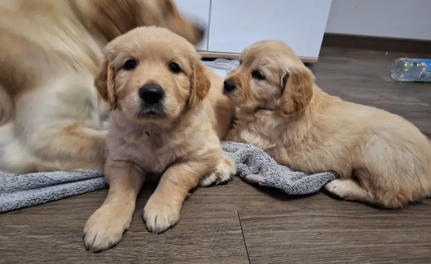 Gdzie kupić Golden Retrievera? Sprawdź bezpieczne hodowle ZKwP