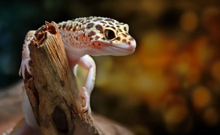 Ile żyje gekon lamparci? Fakty o długości życia w domu i naturze