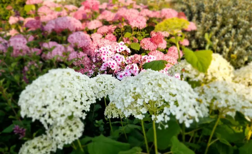 Hortensia jord - Så lyckas du med rätt jord & färg