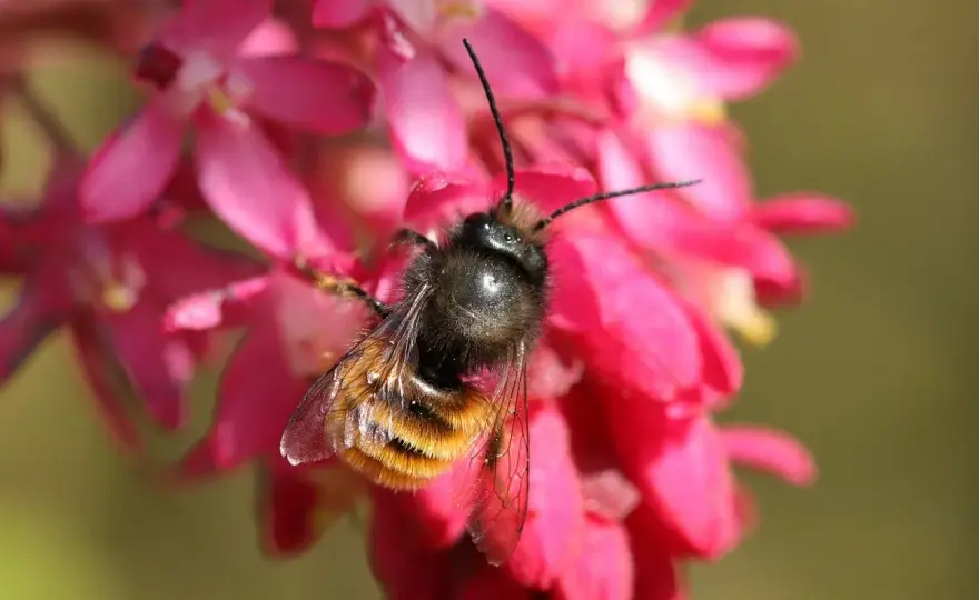 Abeilles solitaires - Gestes simples pour un jardin sain