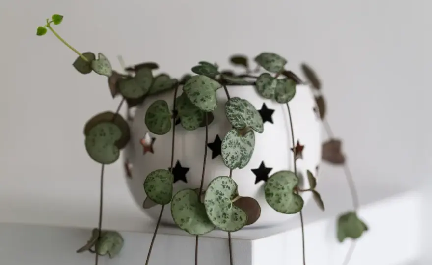 Ceropegia woodii - rozmnażanie i przesadzanie. Gęsta roślina!