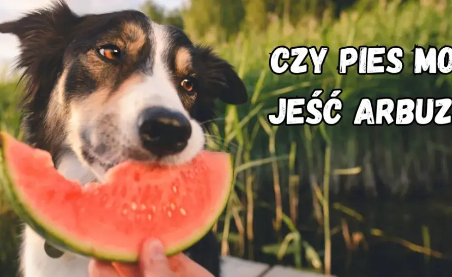 Pies może jeść arbuza? Odkryj sekrety bezpiecznego serwowania!