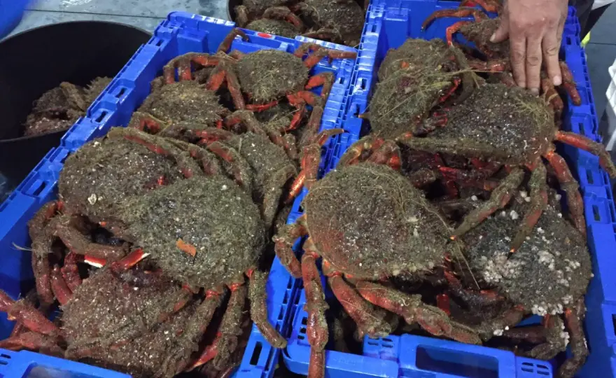 Veda de la centolla en Galicia, fechas y claves para comprar bien