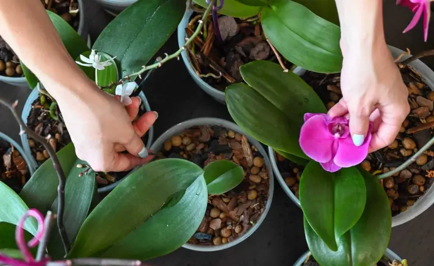 Orchidée défleurie, que faire pour la faire refleurir ?