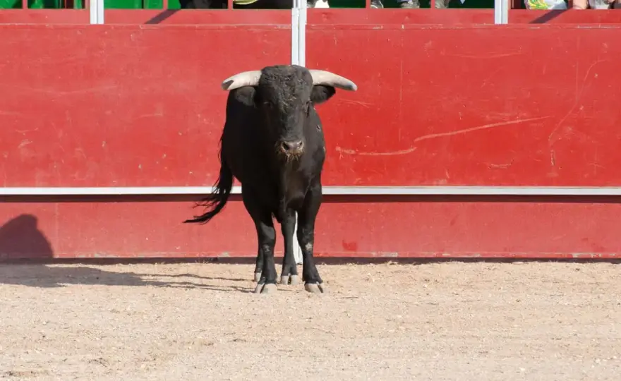 Ruedo de la plaza de toros - Guía completa para entenderlo
