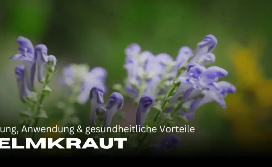 Helmkraut verstehen - Wirkung, Arten und worauf du achten musst