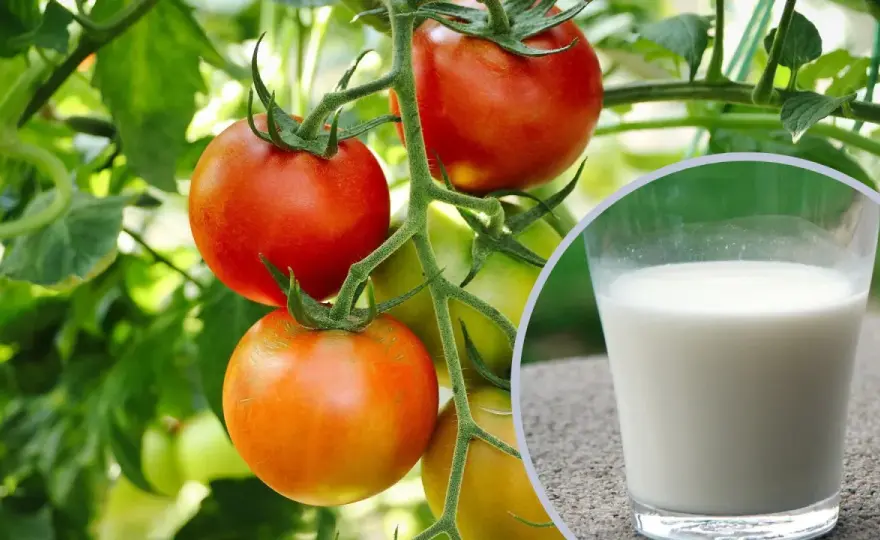 Oprysk mlekiem na pomidory - kiedy pomaga, a kiedy szkodzi?