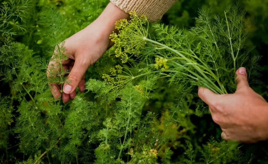 Dill richtig ernten - so nutzt du Triebspitzen, Blüten und Samen