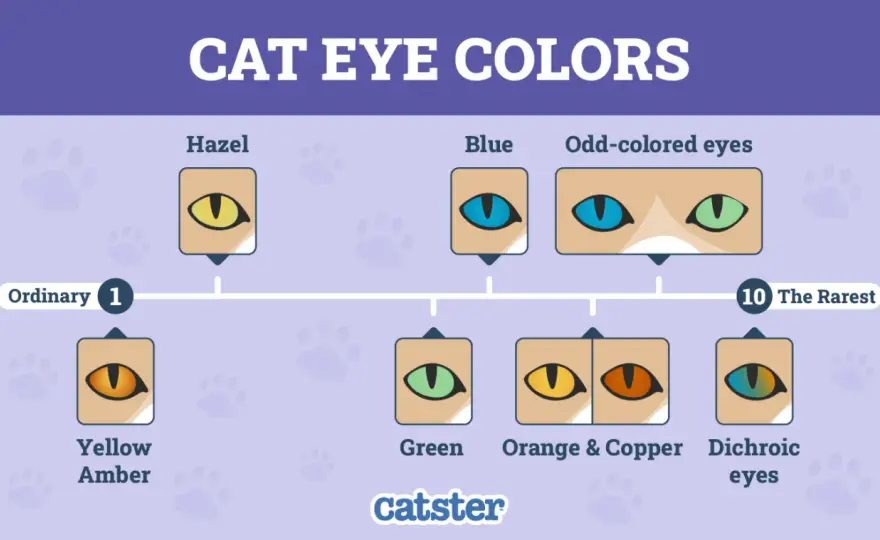 Cat Eye Colors - What They Mean & When to Worry