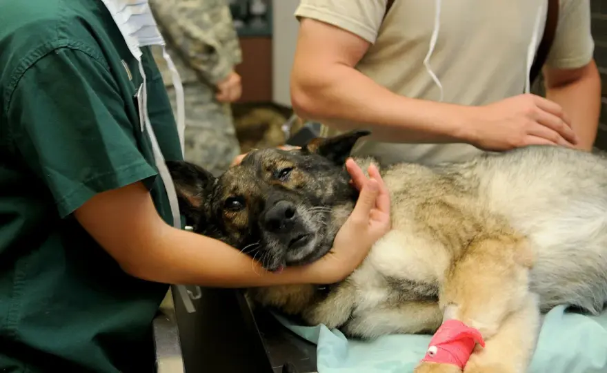 Sacrificar un perro en España - Guía legal y emocional