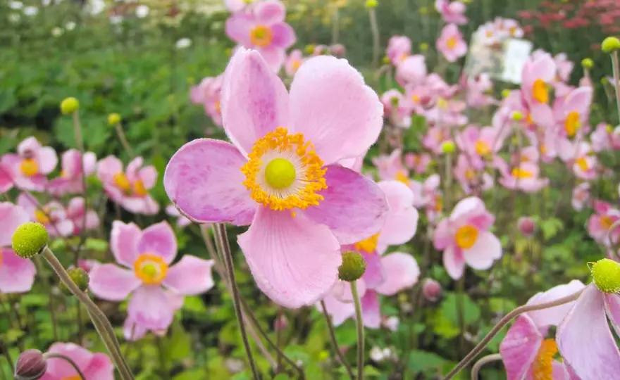 Anémones - Le guide complet pour un jardin et des bouquets réussis