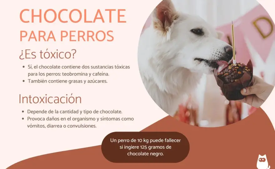 Mi perro comió chocolate - Qué hacer y cuándo es urgente