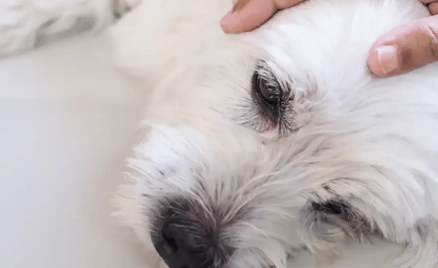 Crise épileptique chien la nuit - Rêve ou urgence ?