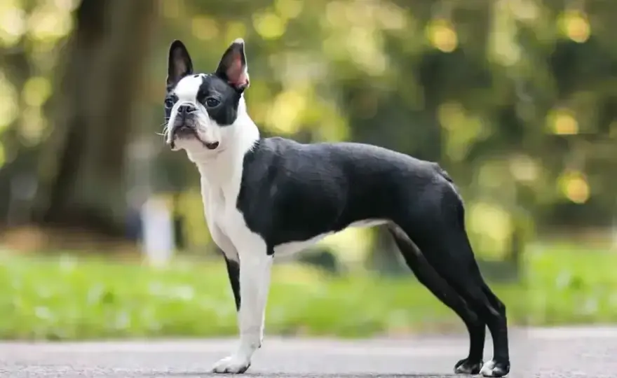 Boston terrier - charakter, zdrowie i opieka w praktyce