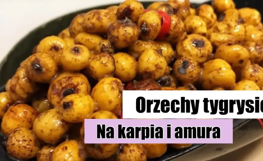 Orzech tygrysi: Skuteczna przynęta na duże karpie i amury? Poradnik.