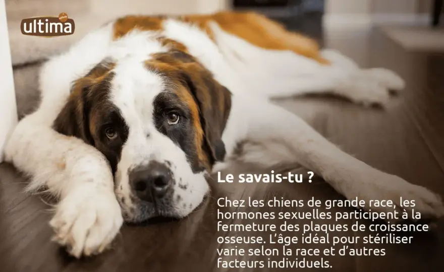Stérilisation chienne - Le bon moment selon sa taille