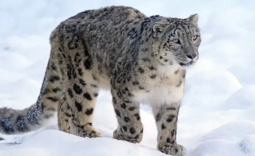 Leopardo de las nieves - ¿Qué come realmente?