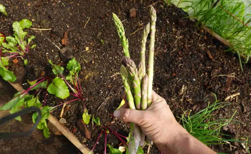 Asperges au potager - plantation, entretien et récolte