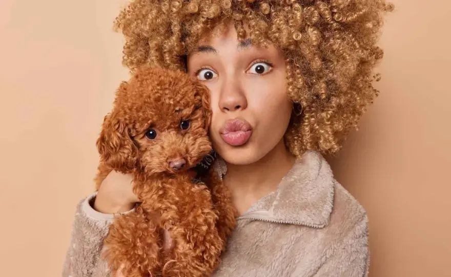 Perro marrón de pelo rizado - ¿Cuál es y cómo cuidarlo?