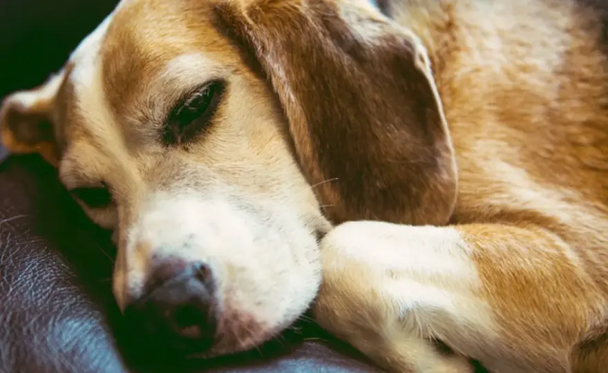 Do Dogs Sleep With Eyes Open? - What's Normal & When to Worry