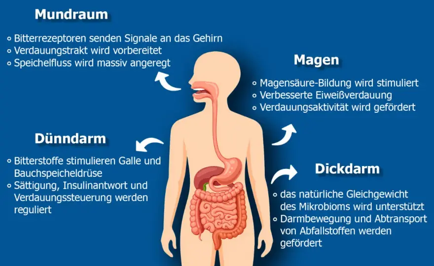 Bitterstoffe: Was sie wirklich bringen – Wirkung & Anwendung