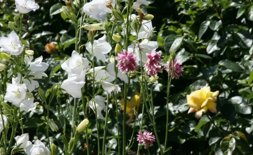 Ballonblume richtig pflanzen - der beste Standort im Beet und Kübel