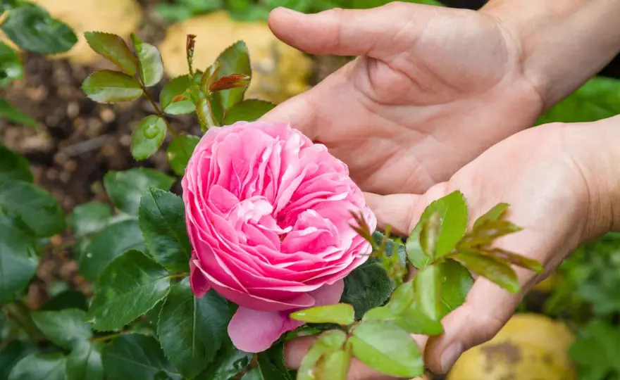 Terreau rosier - Le secret d'une floraison spectaculaire