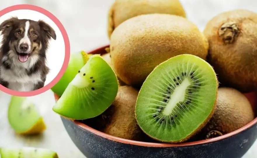 Kiwi dla psa - Bezpieczne porcje i zasady podawania