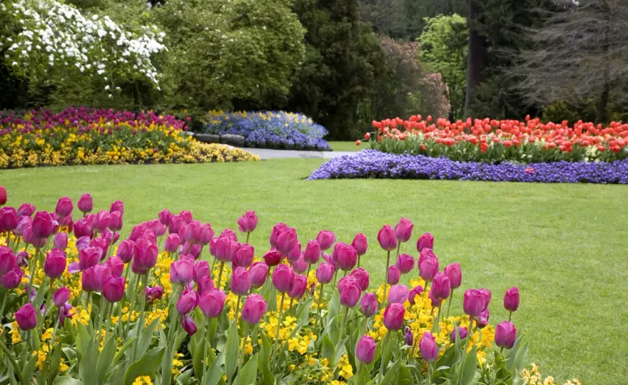 Tulipani dopo la fioritura - Lasciare i bulbi nel terreno?