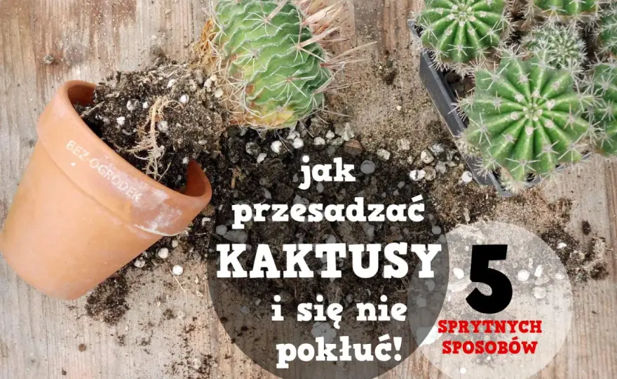 Przesadzanie kaktusa - Jak to zrobić, by nie zgnił?