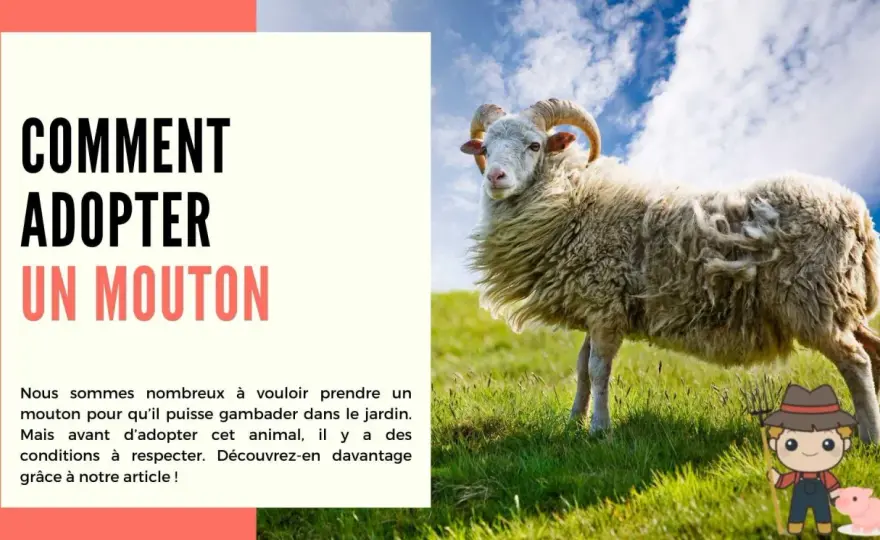 Adopter un mouton nain - Évitez les erreurs coûteuses