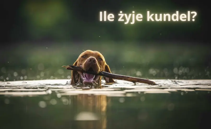 Jak długo żyją kundelki? Prawda o długowieczności mieszańców