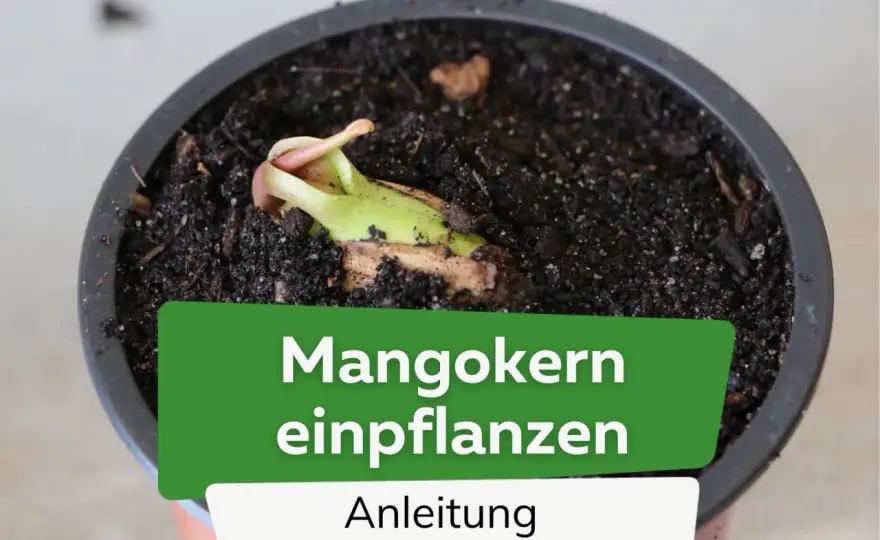 Mangokern einpflanzen - So klappt die Anzucht wirklich!
